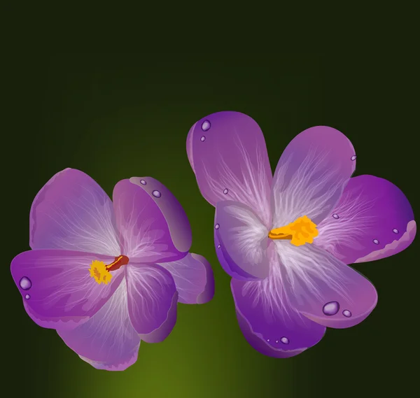 Flores púrpuras de primavera con hojas verdes de trébol — Vector de stock