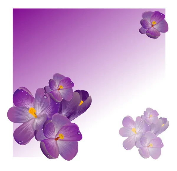 Lila tavaszi virágok, a zöld levél lóhere — Stock Vector