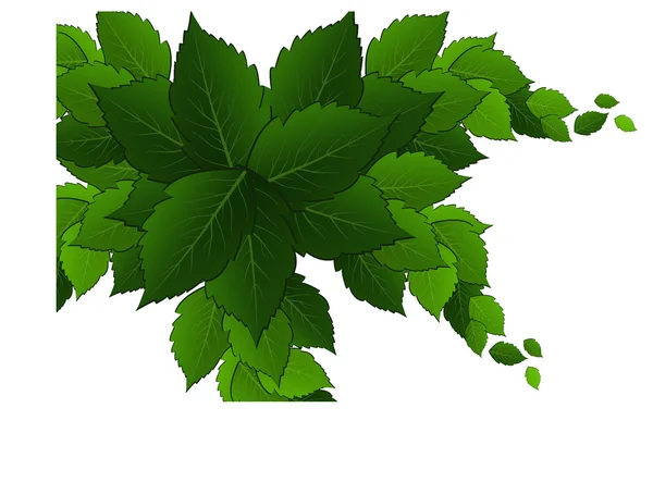 Green leaves on white background — Stock Vector