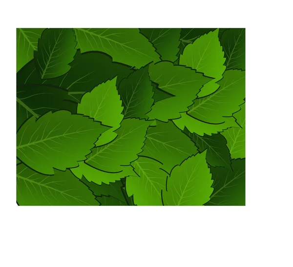 Feuilles vertes sur fond blanc — Image vectorielle
