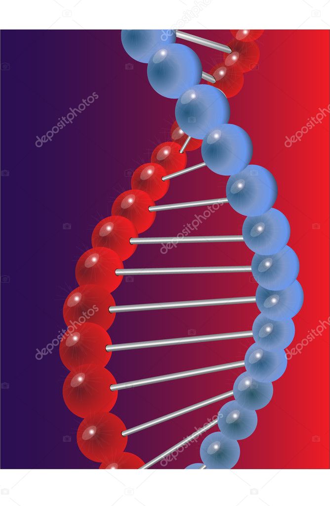 Molecule of DNA