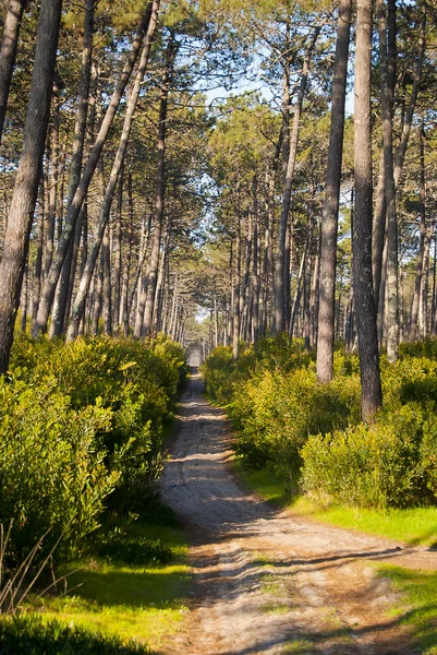 stock image Forest road