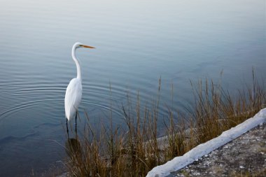 White egret crane bird in pond clipart