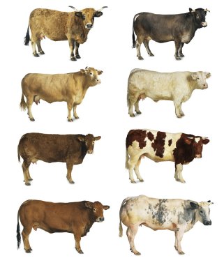 Cows isolated clipart