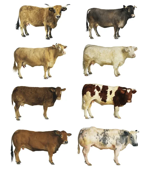 Cows isolated — Stock Photo, Image