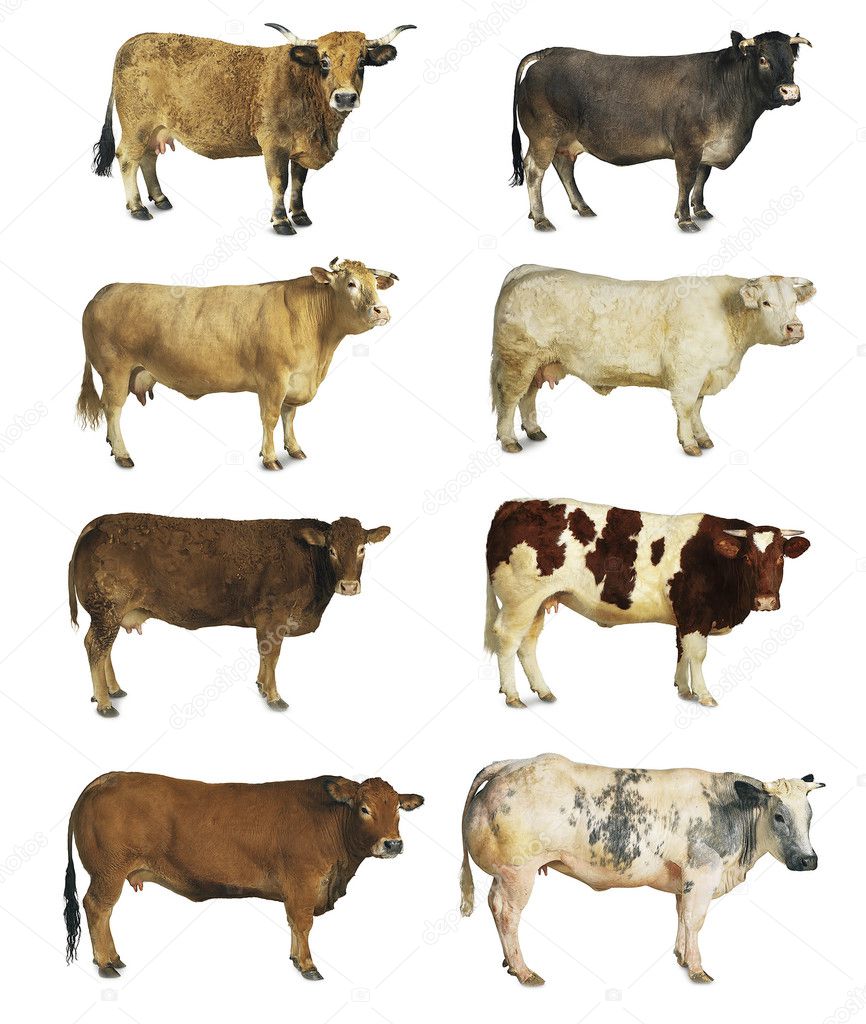 Cows isolated