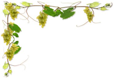 Vines and grapes clipart