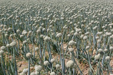 Onion field clipart