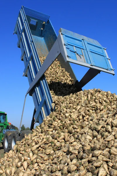 Cosecha de remolacha — Foto de Stock