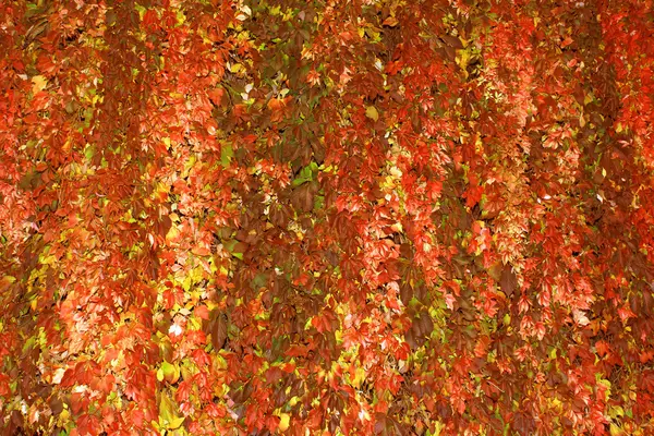 stock image Autumn foliage