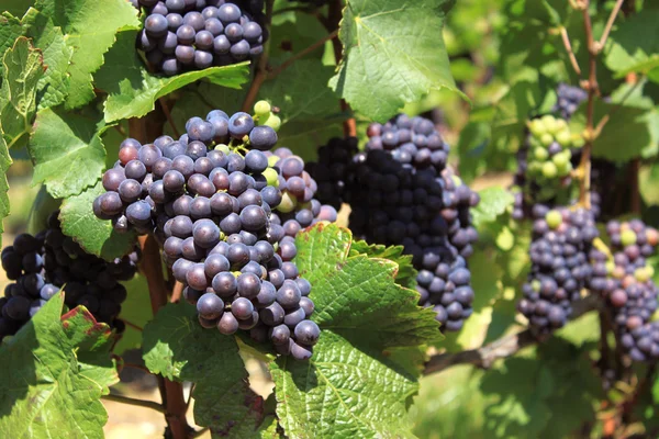 A Grape — Stock Photo, Image