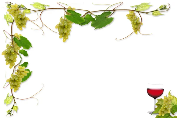 Vinstockar och druvor — Stockfoto