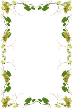 A Vine clipart