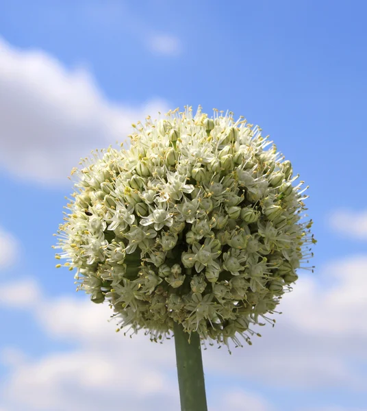 stock image Onion flowers