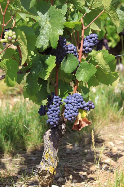 Виноградна лоза — стокове фото