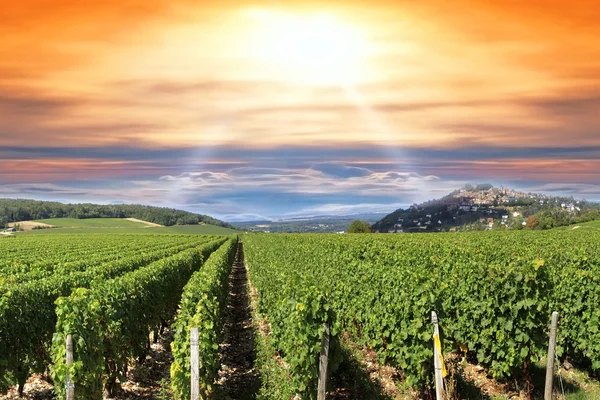 Закат над виноградником — стоковое фото