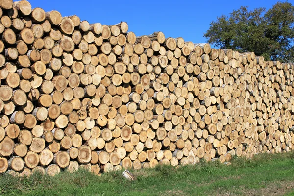 Uma madeira — Fotografia de Stock