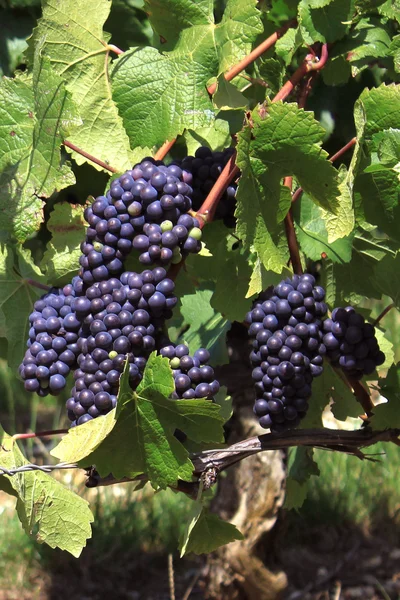 Vine and grape — Stock Photo, Image