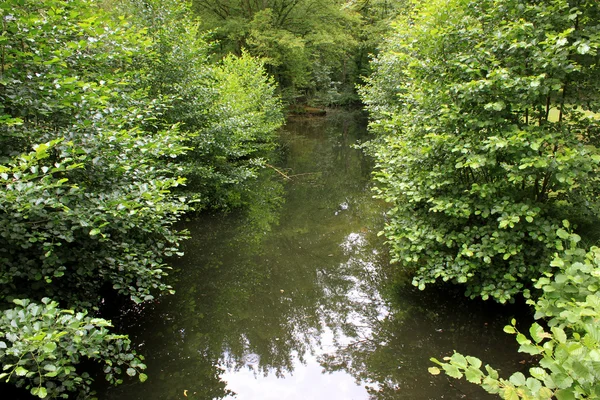 stock image River in underwood