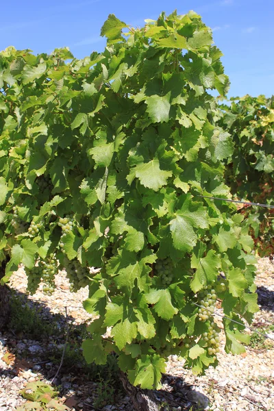 Wijnbouw en druivenmost — Stockfoto