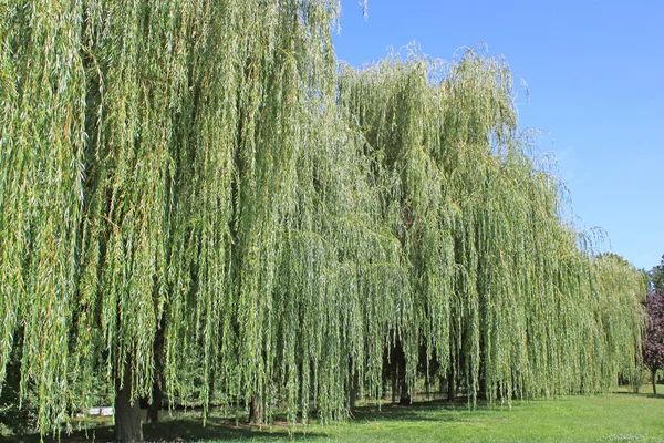Weeping willow — Stock Photo, Image