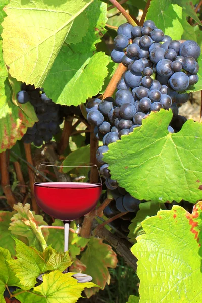 Um vinho — Fotografia de Stock