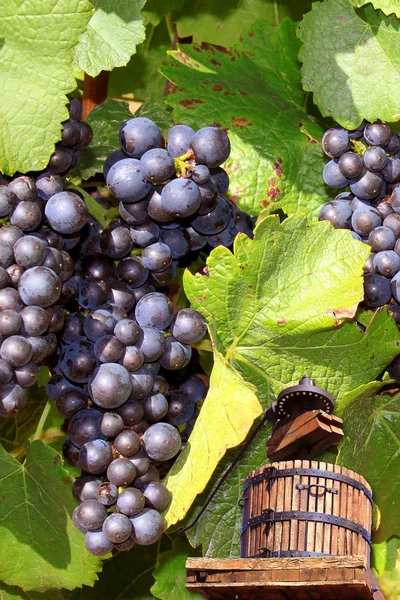 Grape harvest — Stock Photo, Image