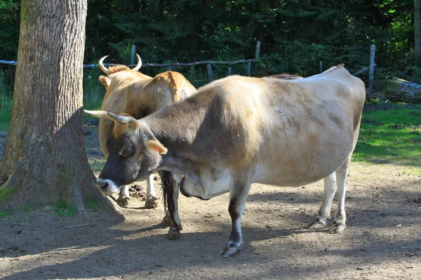 A Cows — Stock Photo, Image