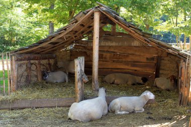 Sheep in a sheepfold clipart