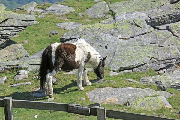 stock image Small horse