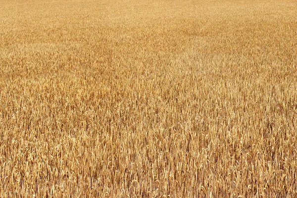 Fältet majs — Stockfoto