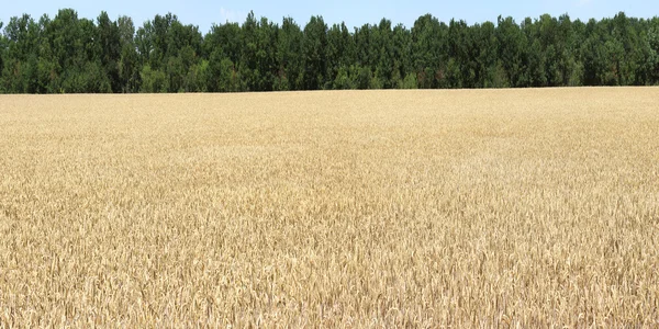 Field corn — Stock Photo, Image