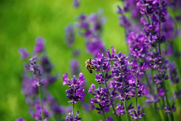 Lavendel — Stockfoto