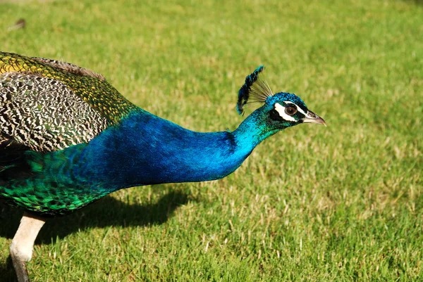 stock image Peacock family