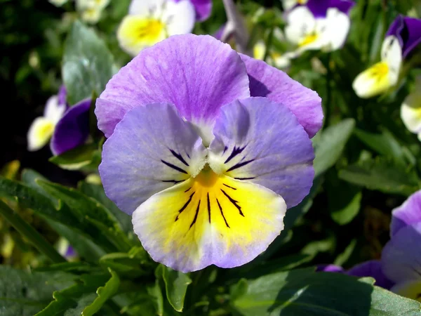 Violet pansy Royalty Free Stock Photos