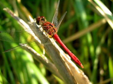 Red dragonfly clipart