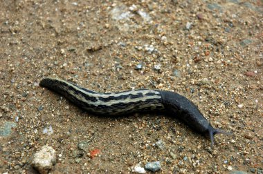 Slug kum üzerinde