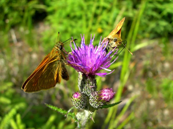 Butterflies on the thistle — Stock Photo, Image