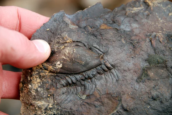 stock image Trilobite