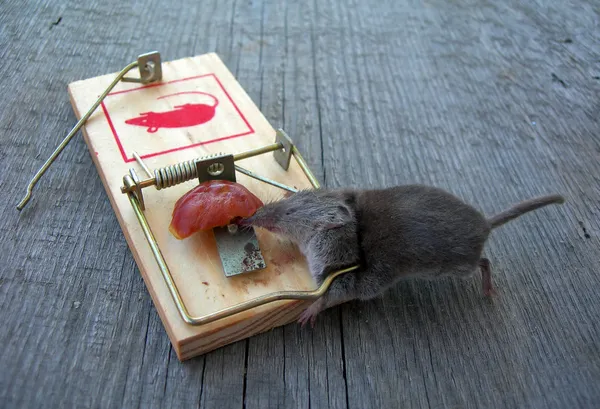 Мертвая мышь в ловушке — стоковое фото