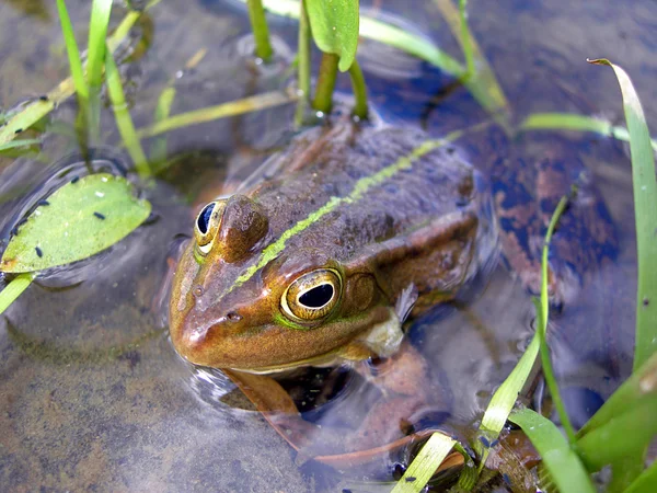 stock image Frog in the brook