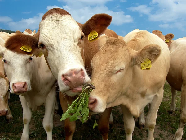 Cows and dandelion — Stock Photo, Image