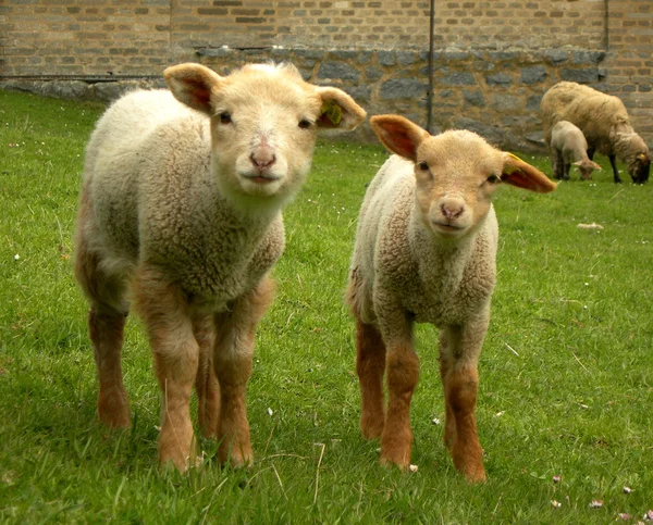 stock image Curious lambs