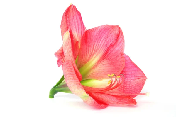 stock image Pink amaryllis