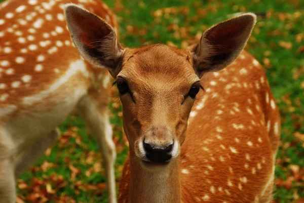 Stock image The deer