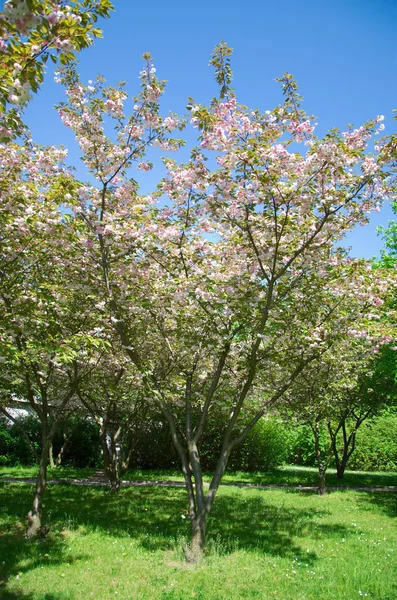 Fiore di ciliegio Fotografia Stock