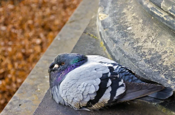 Pigeon, Curious pigeon — Stock Photo, Image