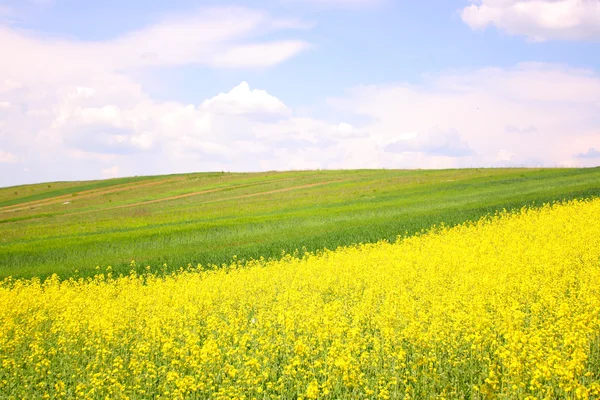 stock image Landscape