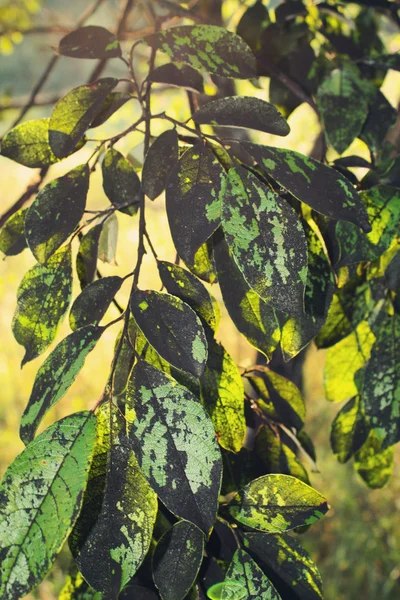 Złe liście — Zdjęcie stockowe