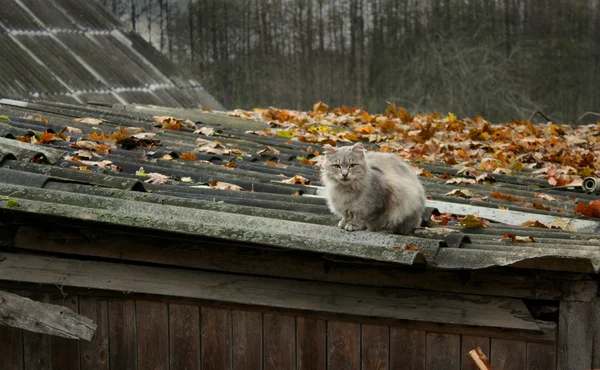 Осенняя кошка — стоковое фото